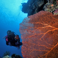 Scuba Diving in Matava